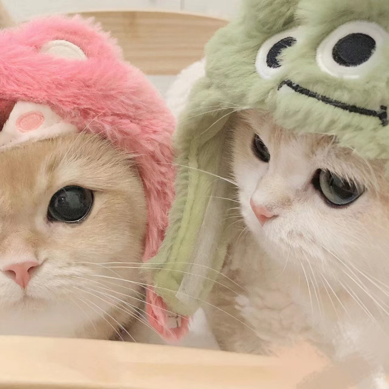 看片APP应用